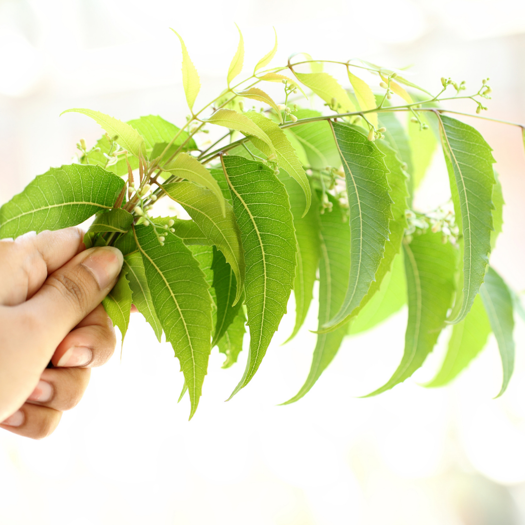 The Complete Guide to Neem Oil Benefits in Ayurveda Green-Beauty Co